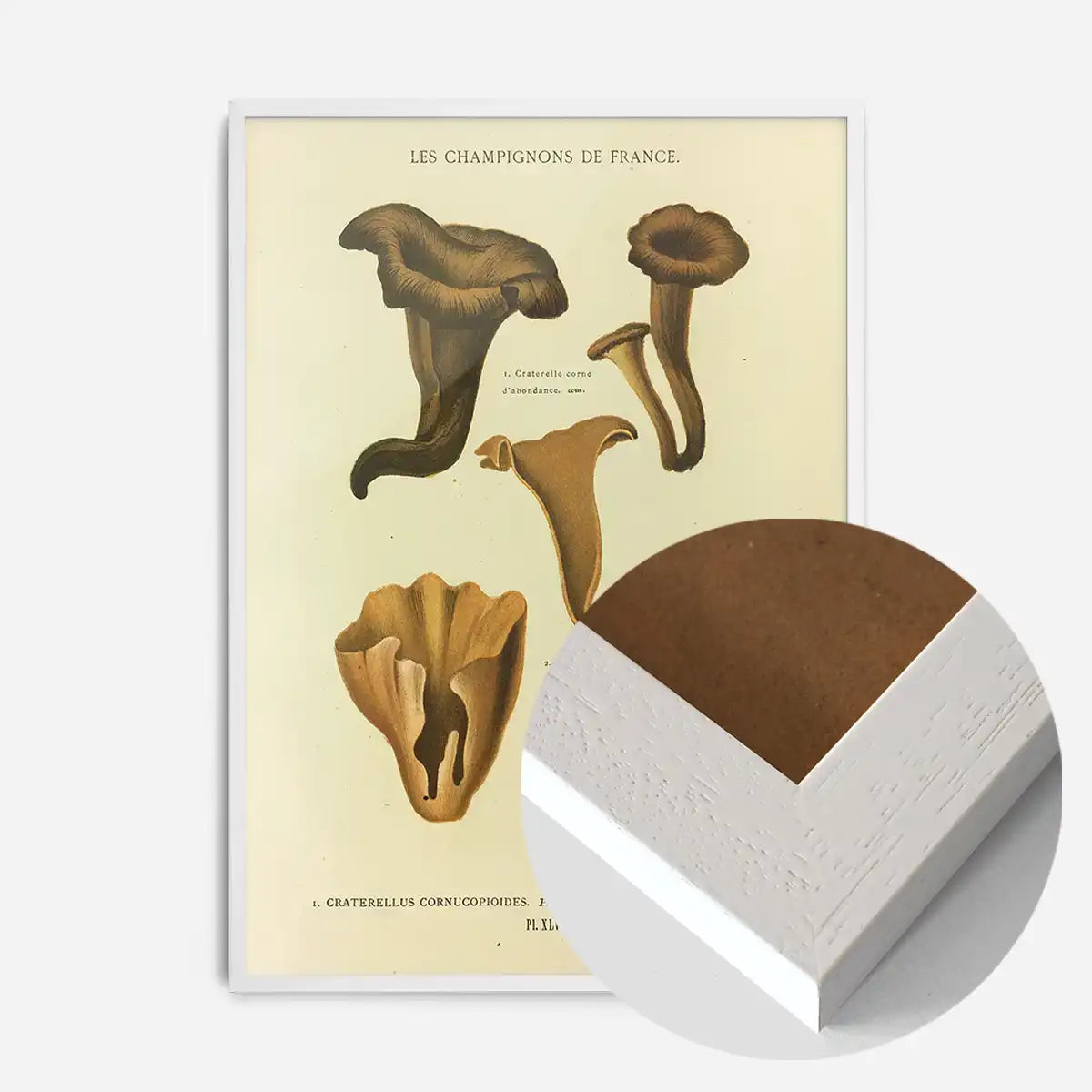 Les Champignons De France - Craterellus Cornucopioides