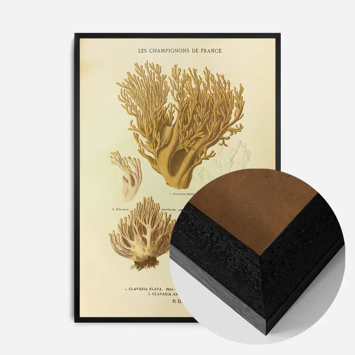 Les Champignons De France - Clavaria Flava