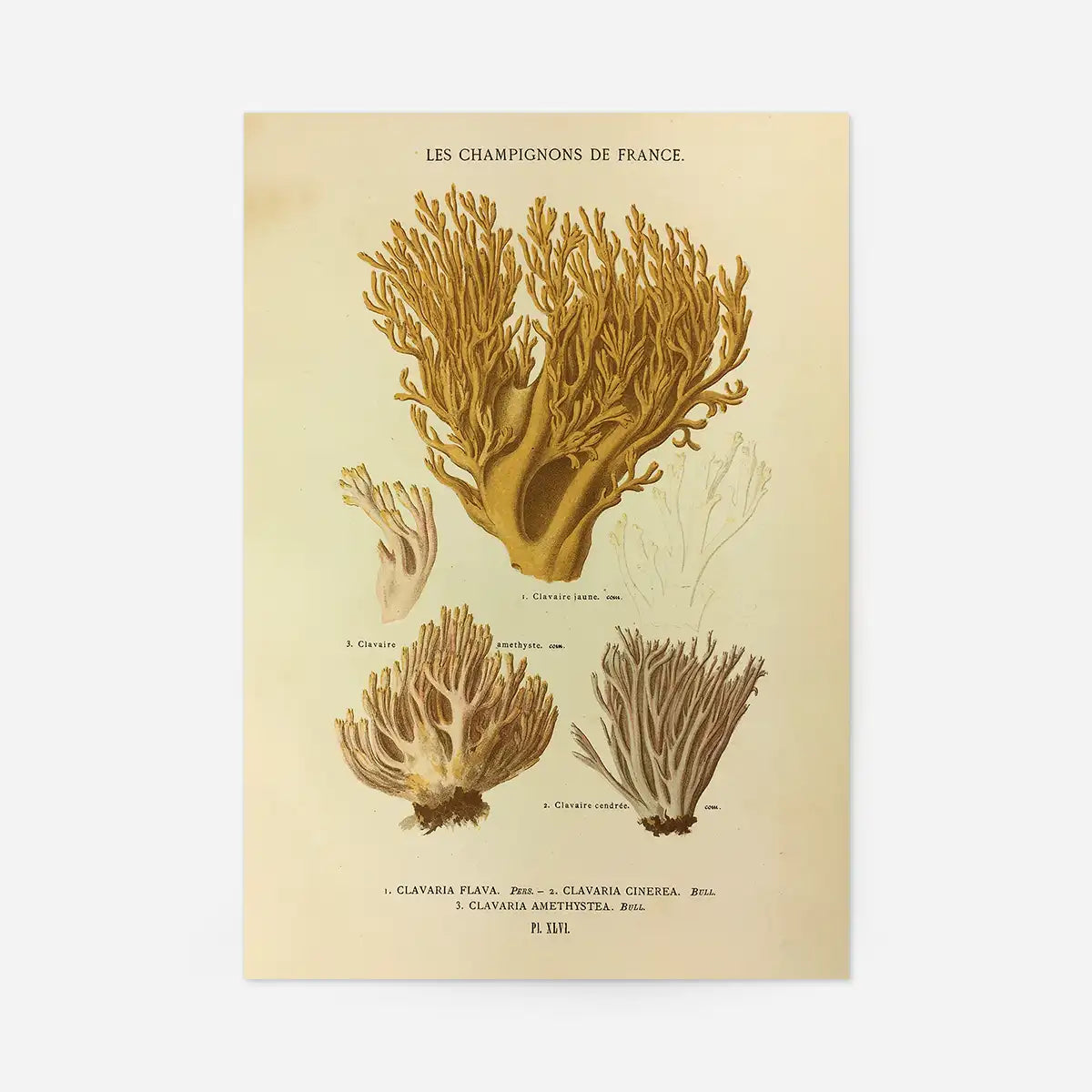 Les Champignons De France - Clavaria Flava