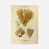 Les Champignons De France - Clavaria Flava