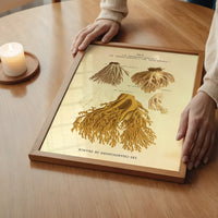 Les Champignons De France - Clavaria Flava