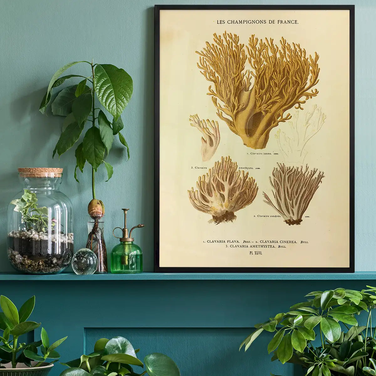 Les Champignons De France - Clavaria Flava