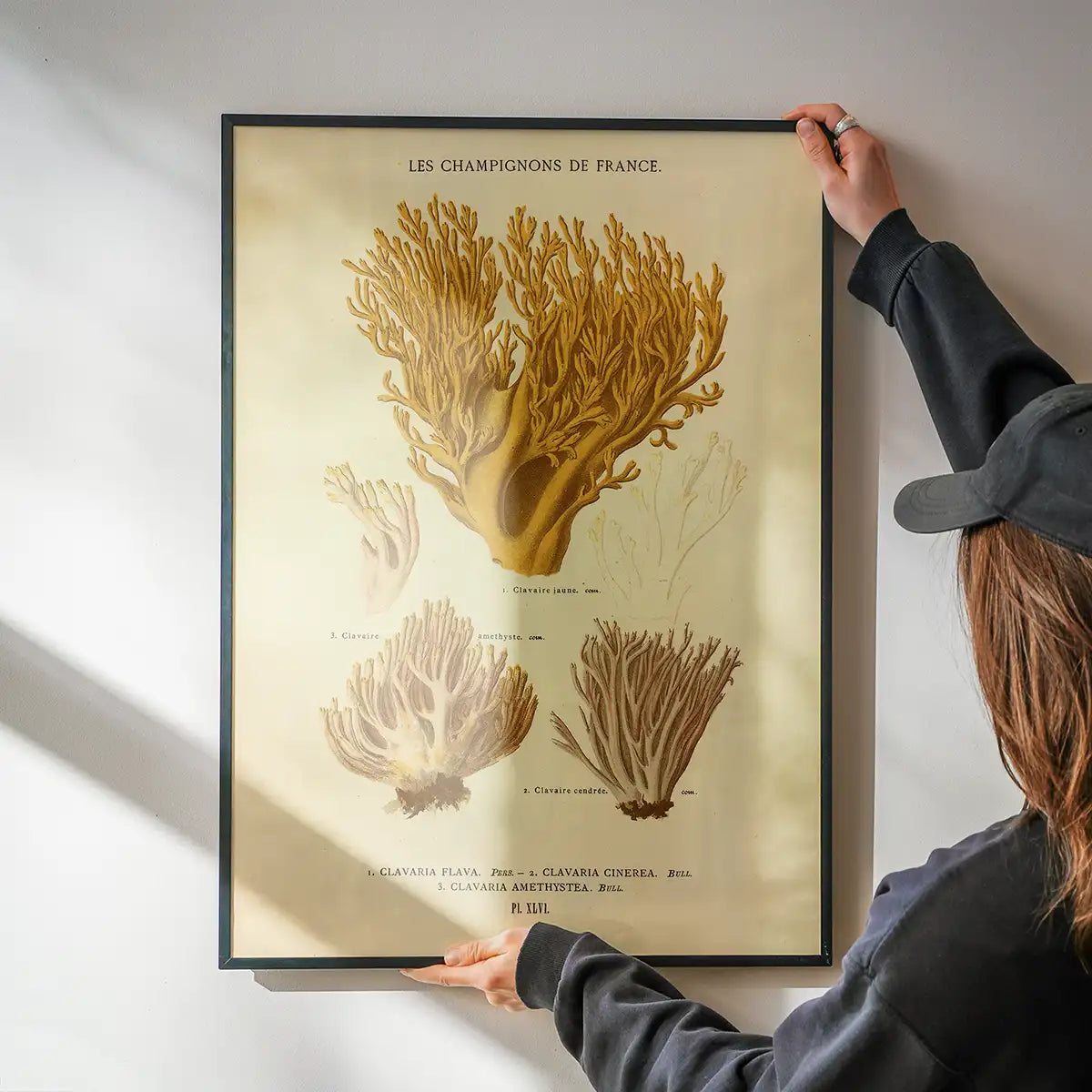 Les Champignons De France - Clavaria Flava
