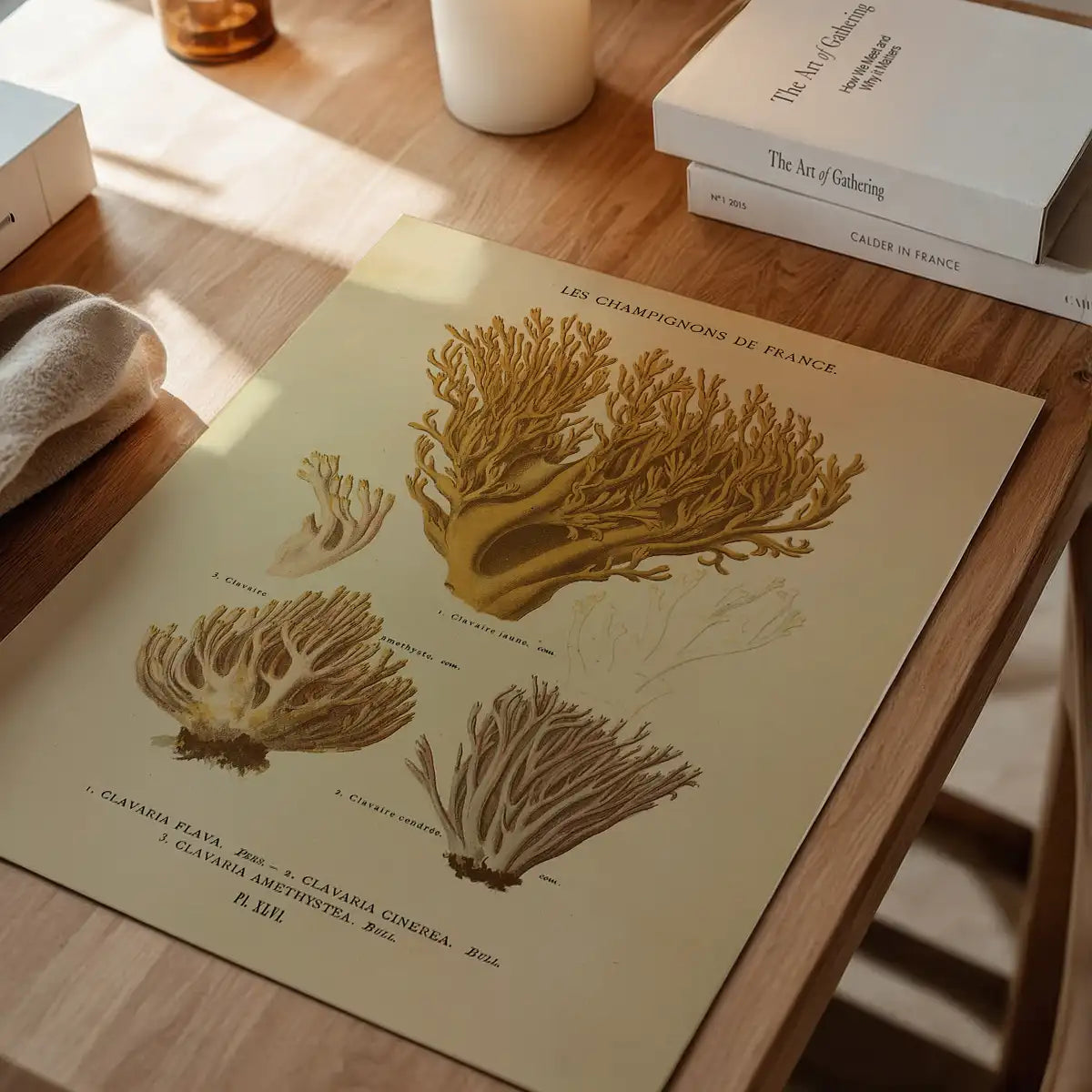 Les Champignons De France - Clavaria Flava