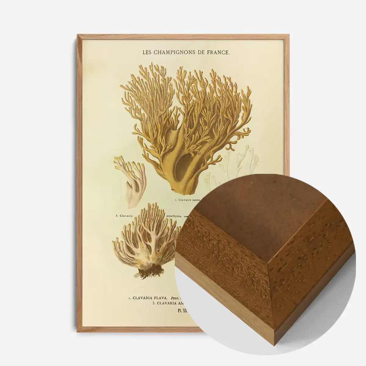Les Champignons De France - Clavaria Flava