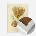 White Wood Frame