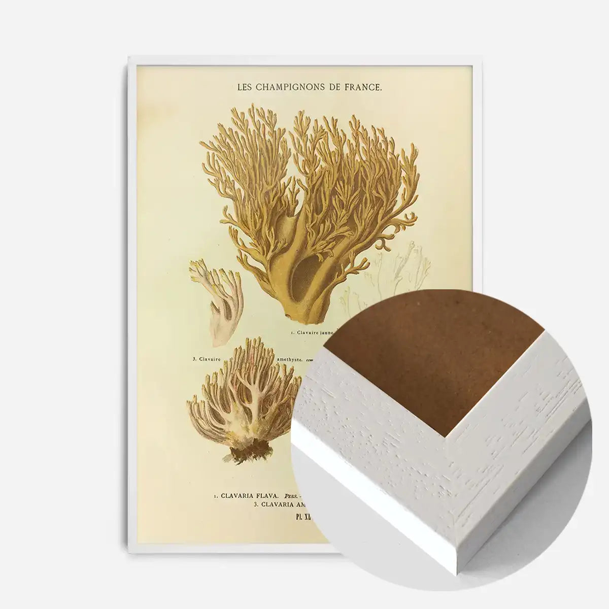 Les Champignons De France - Clavaria Flava