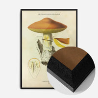 Les Champignons De France - Agaricus Caesareus