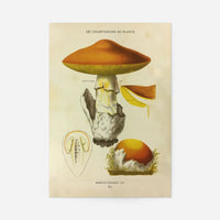 Les Champignons De France - Agaricus Caesareus