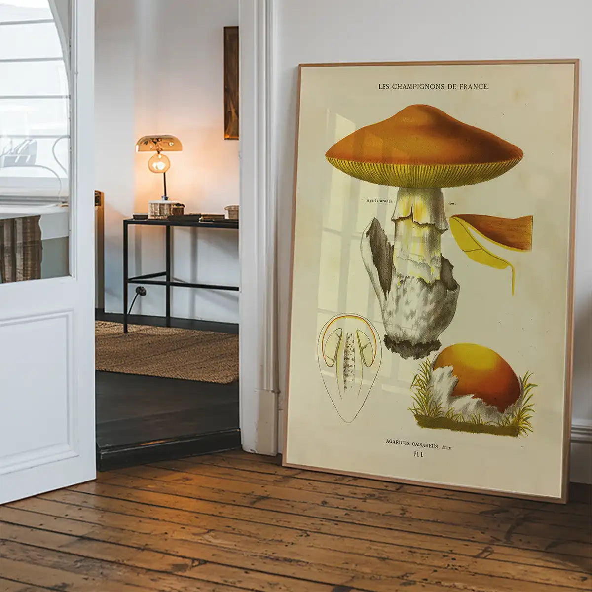 Les Champignons De France - Agaricus Caesareus