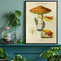 Les Champignons De France - Agaricus Caesareus