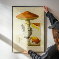 Les Champignons De France - Agaricus Caesareus