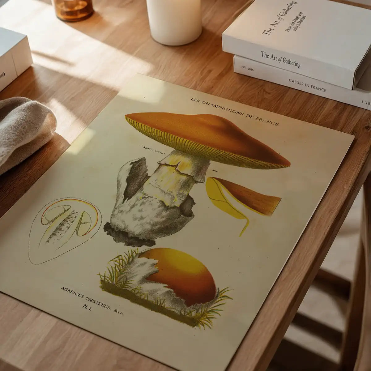Les Champignons De France - Agaricus Caesareus