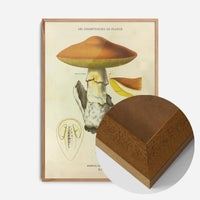 Les Champignons De France - Agaricus Caesareus