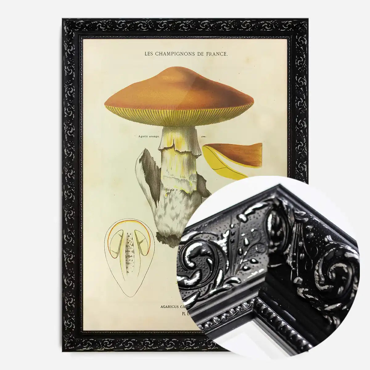 Les Champignons De France - Agaricus Caesareus
