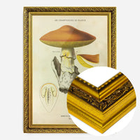 Les Champignons De France - Agaricus Caesareus