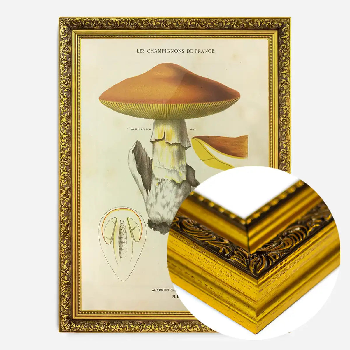 Les Champignons De France - Agaricus Caesareus