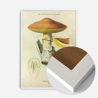 Les Champignons De France - Agaricus Caesareus