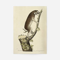 Vintage Lemur Illustration Bird Print