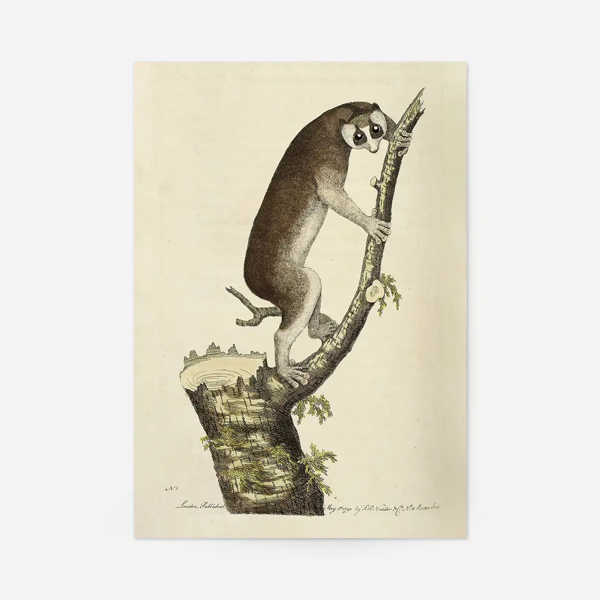 Vintage Lemur Illustration Bird Print