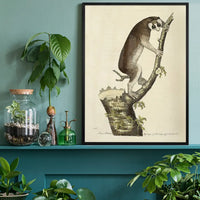 Vintage Lemur Illustration Bird Print
