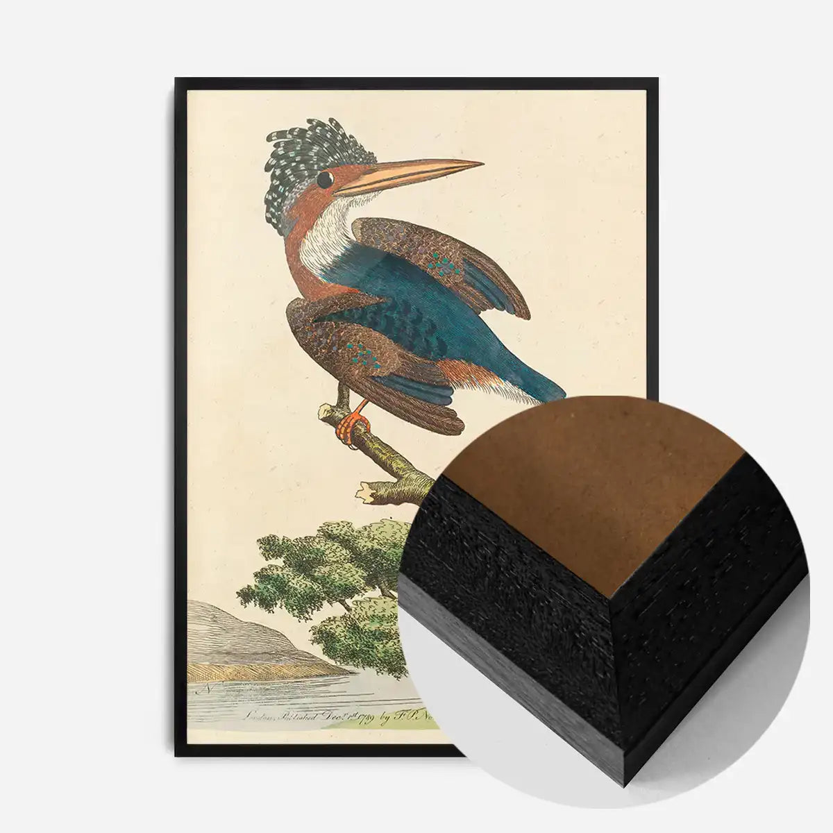 Vintage Crested Kingfisher Bird Print