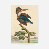 Vintage Crested Kingfisher Bird Print
