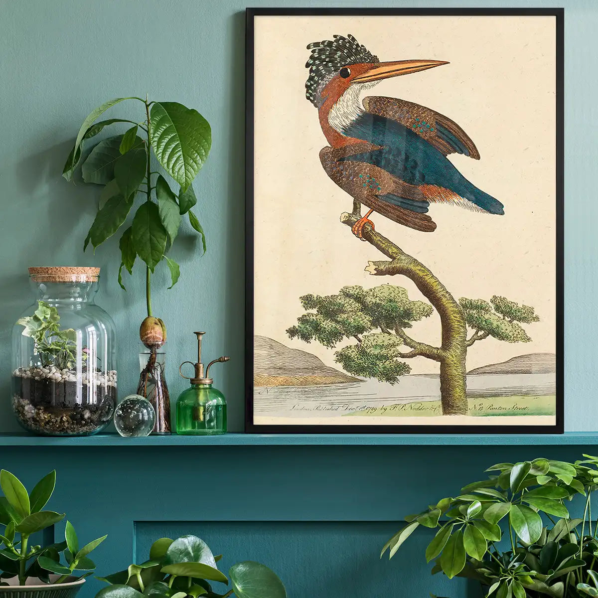 Vintage Crested Kingfisher Bird Print
