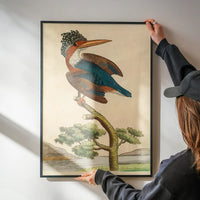 Vintage Crested Kingfisher Bird Print