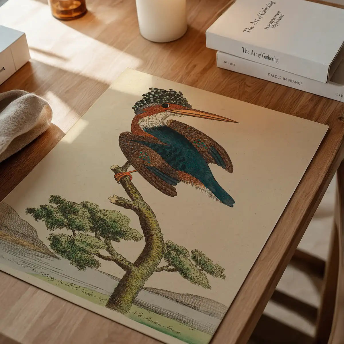 Vintage Crested Kingfisher Bird Print