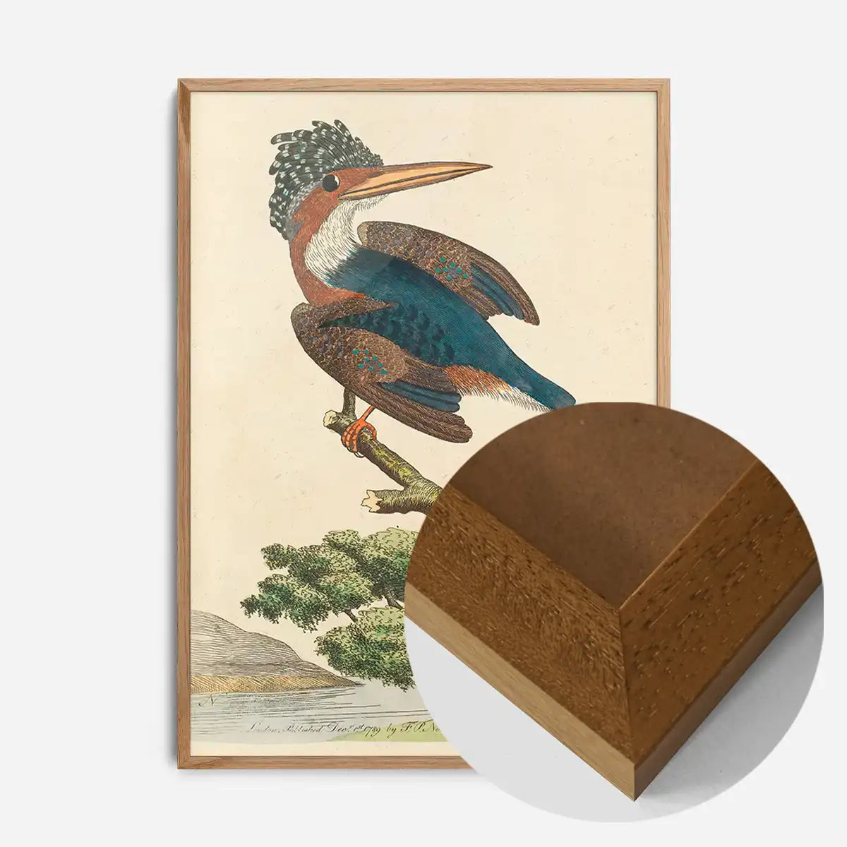 Vintage Crested Kingfisher Bird Print