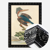 Vintage Crested Kingfisher Bird Print