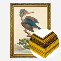 Vintage Crested Kingfisher Bird Print