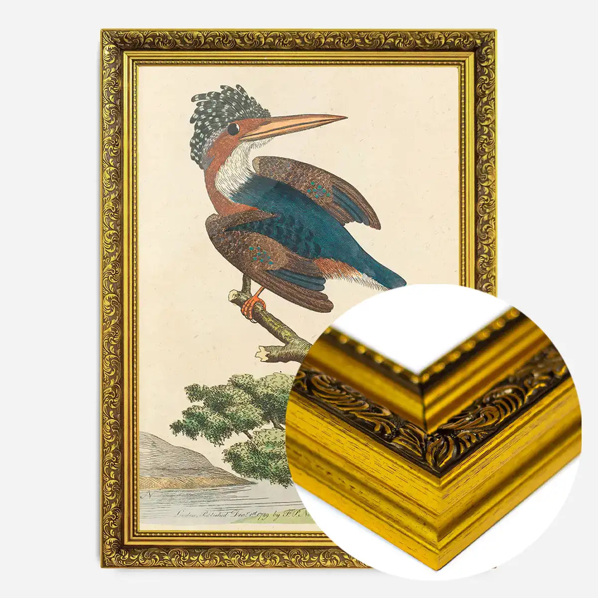 Vintage Crested Kingfisher Bird Print