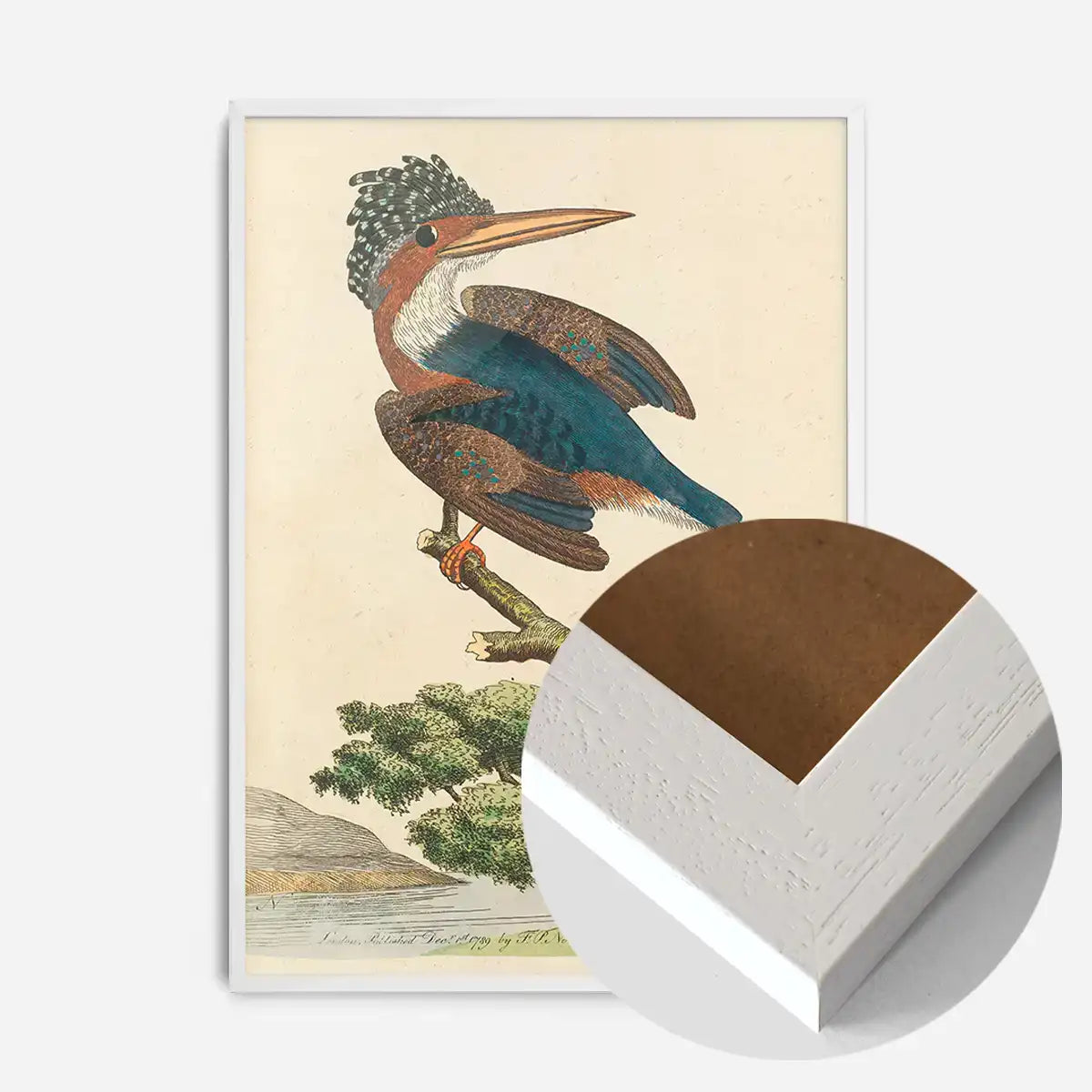 Vintage Crested Kingfisher Bird Print