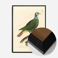 Vintage Black Capped Pigeon Bird Print