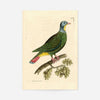 Vintage Black Capped Pigeon Bird Print