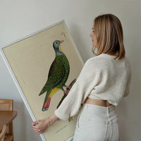Vintage Black Capped Pigeon Bird Print