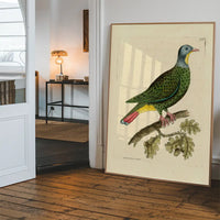 Vintage Black Capped Pigeon Bird Print