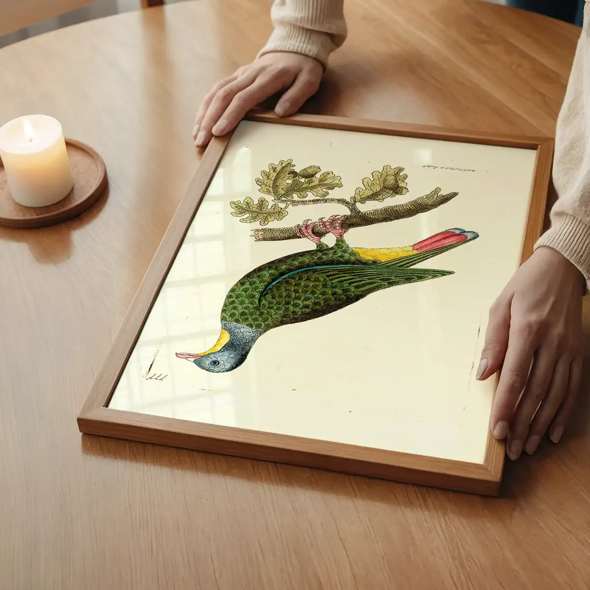 Vintage Black Capped Pigeon Bird Print
