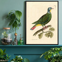 Vintage Black Capped Pigeon Bird Print