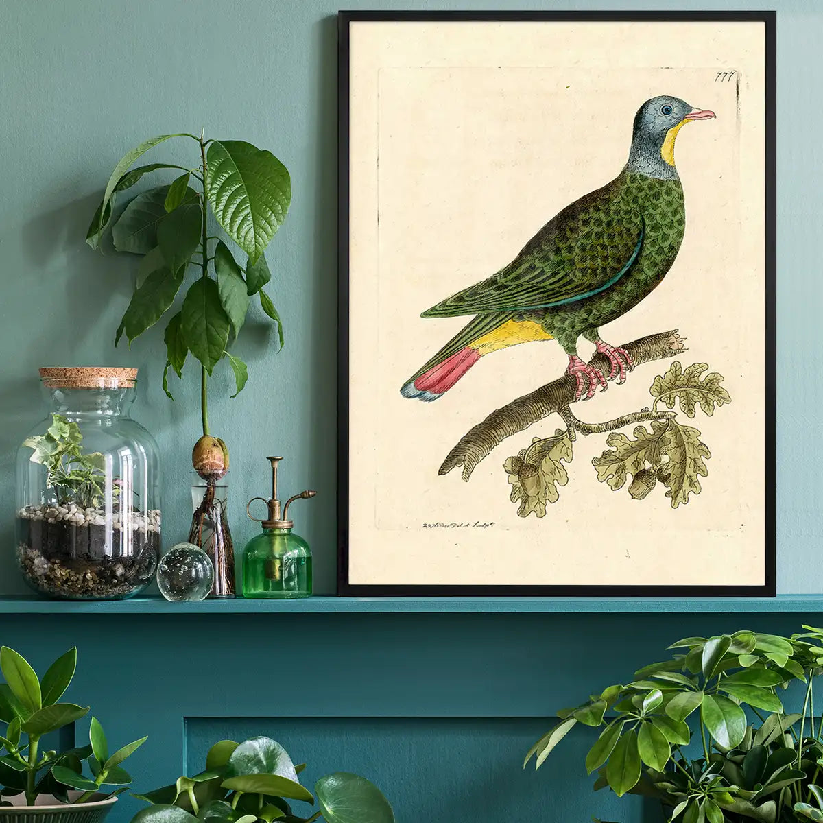 Vintage Black Capped Pigeon Bird Print