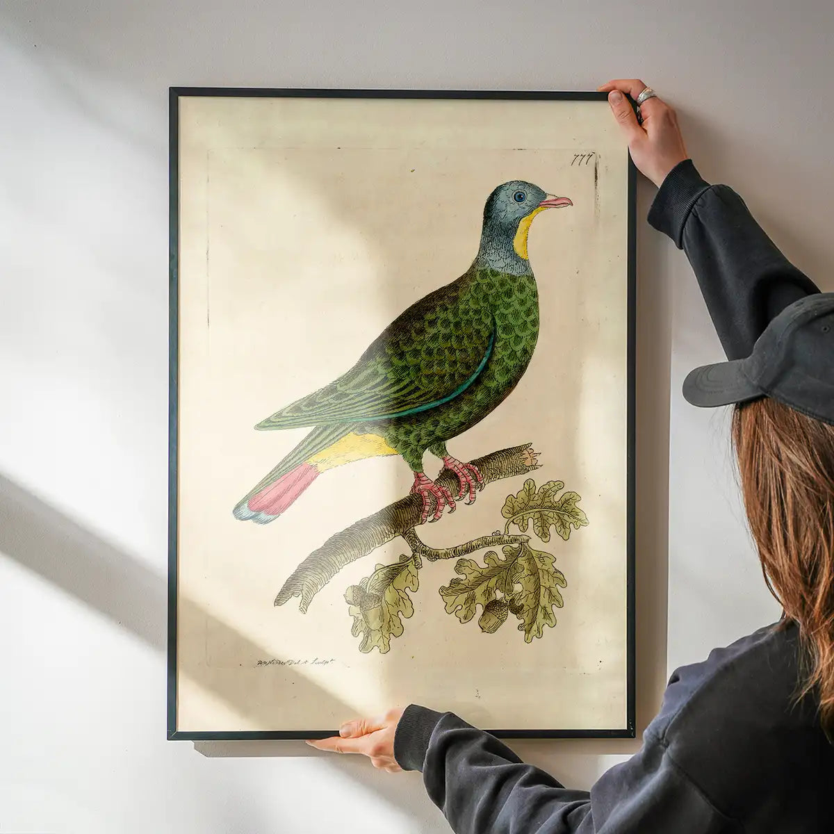 Vintage Black Capped Pigeon Bird Print
