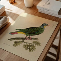 Vintage Black Capped Pigeon Bird Print