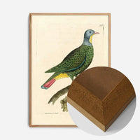 Vintage Black Capped Pigeon Bird Print