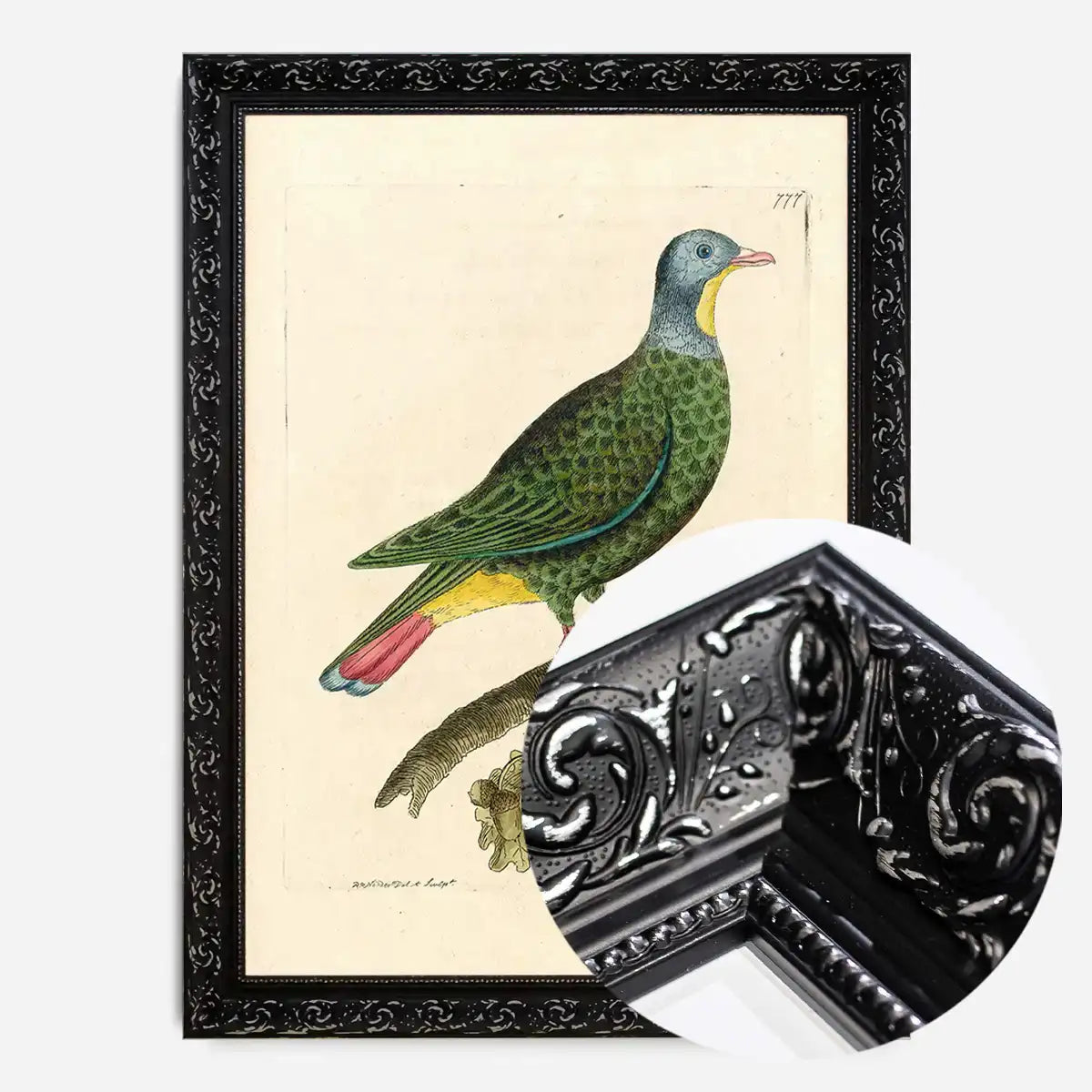 Vintage Black Capped Pigeon Bird Print