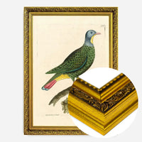 Vintage Black Capped Pigeon Bird Print