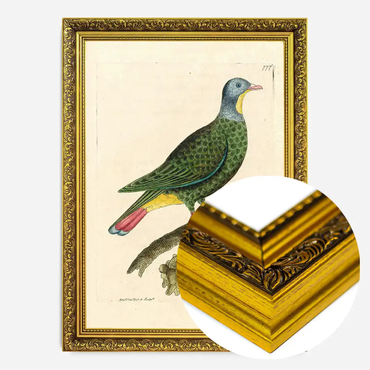 Vintage Black Capped Pigeon Bird Print
