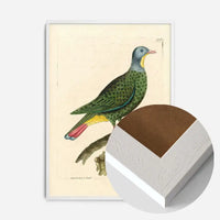 Vintage Black Capped Pigeon Bird Print