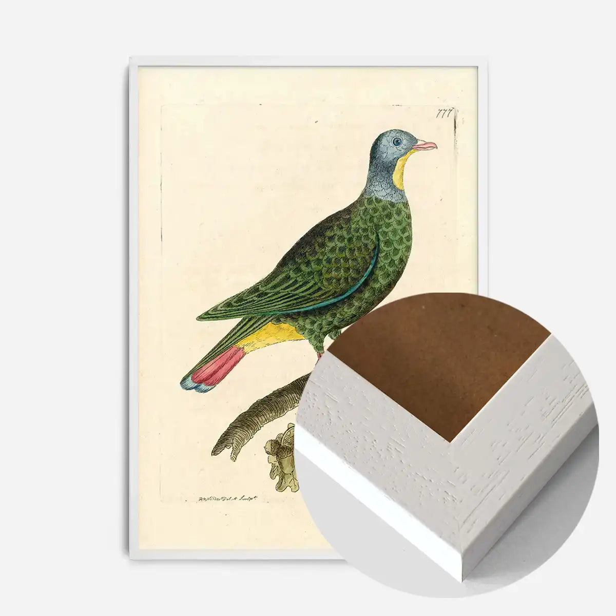 Vintage Black Capped Pigeon Bird Print